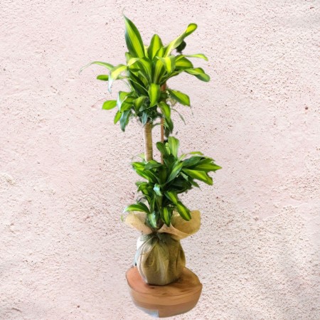 Dracaena Massangeana 2 Stem